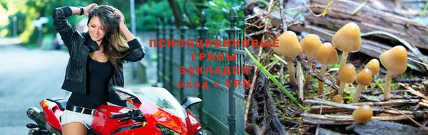 стафф Арсеньев